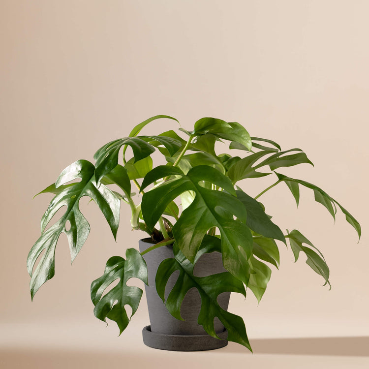 Monstera Minima (Rhaphidophora Tetrasperma) fertig eingetopft mit Schweizer Bio Erde im HAY Designer Topf