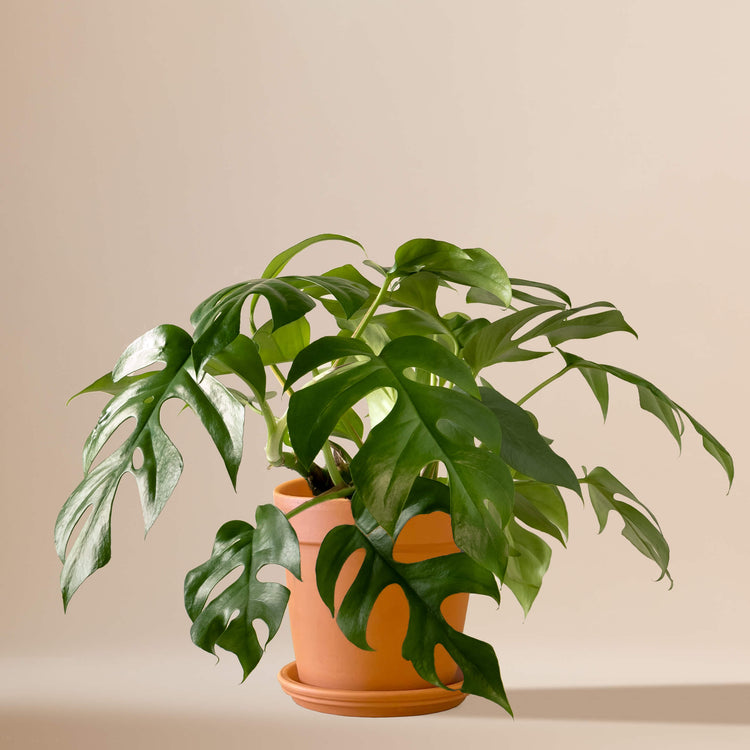 Monstera Minima (Rhaphidophora Tetrasperma) fertig eingetopft mit Schweizer Bio Erde im Terrakotta Topf