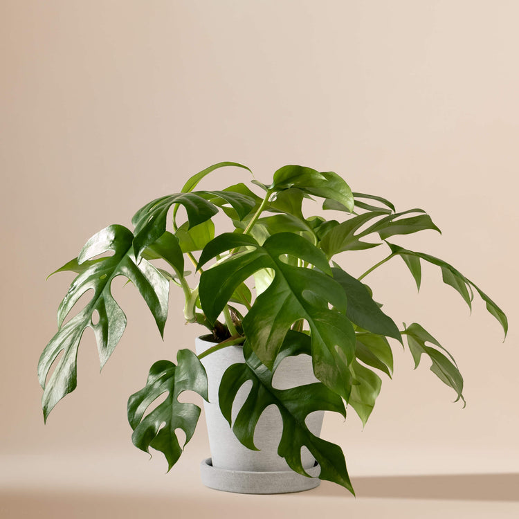 Monstera Minima (Rhaphidophora Tetrasperma) fertig eingetopft mit Schweizer Bio Erde im HAY Designer Topf