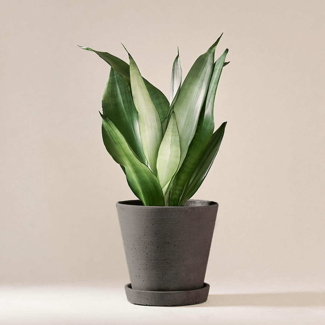 Sansevieria Moonshine