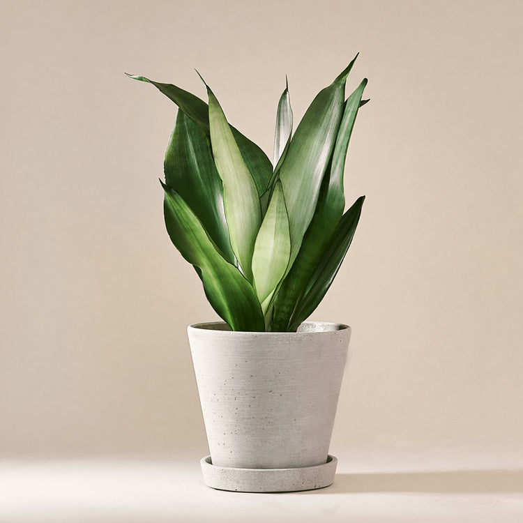 Sansevieria Moonshine