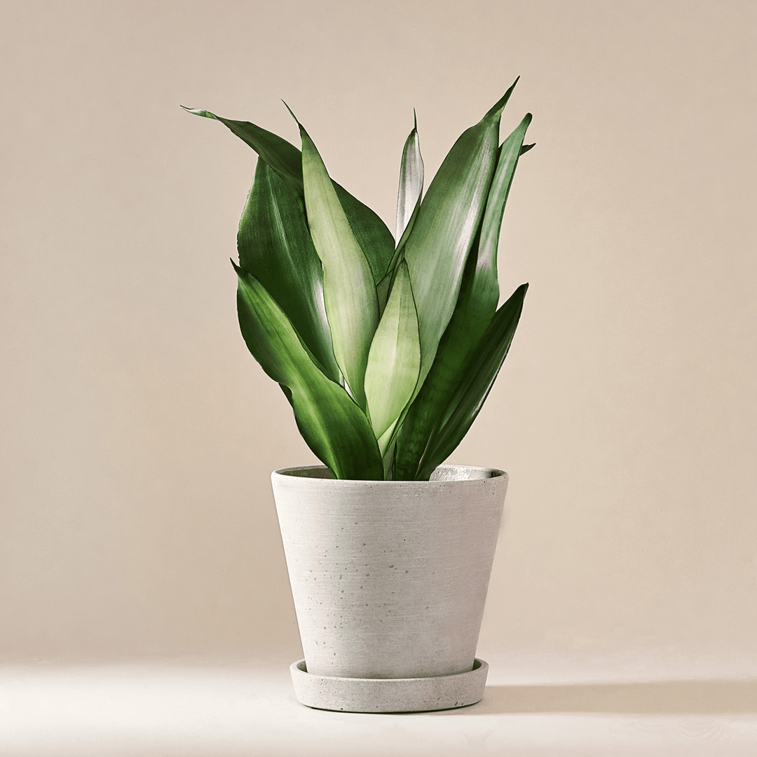 Sansevieria Moonshine