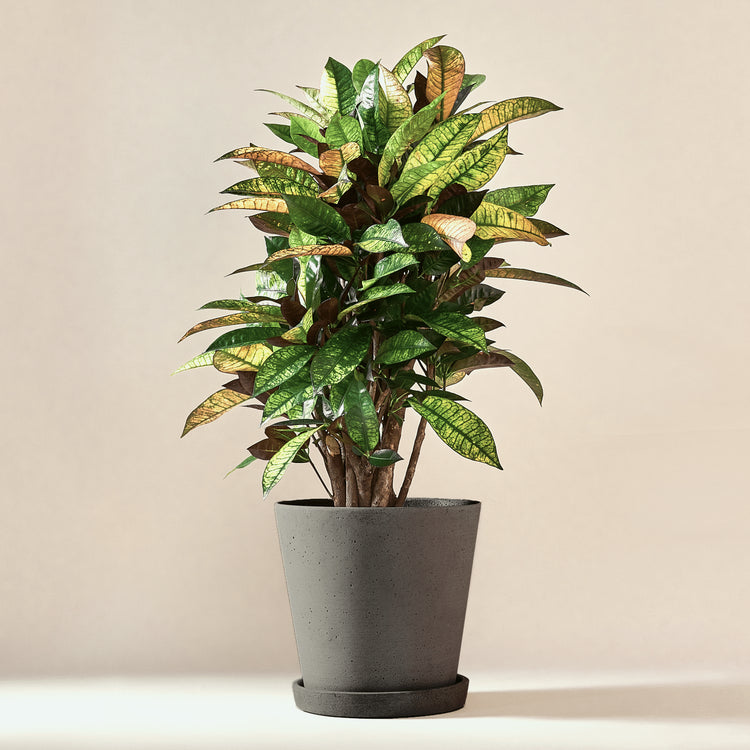 Wunderstrauch Kroton (Codiaeum Mrs Iceton) fertig eingetopft mit Schweizer Bio Erde im HAY Designer Topf