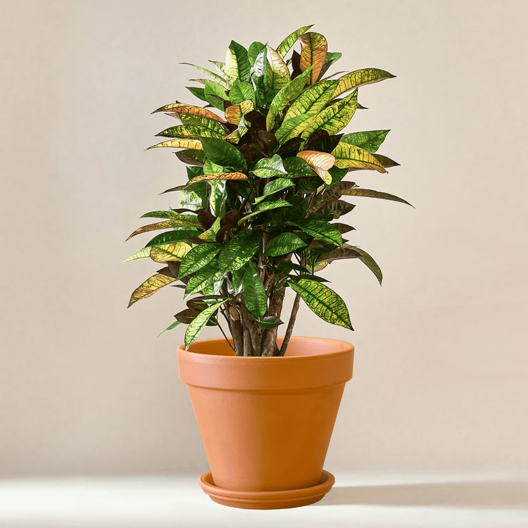 Wunderstrauch Kroton (Codiaeum Mrs Iceton) fertig eingetopft mit Schweizer Bio Erde im Terrakotta Topf
