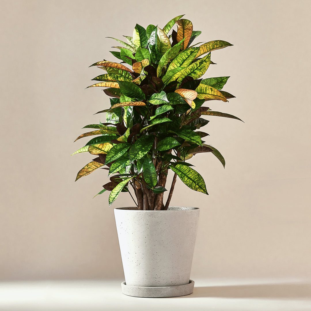 Wunderstrauch Kroton (Codiaeum Mrs Iceton) fertig eingetopft mit Schweizer Bio Erde im HAY Designer Topf
