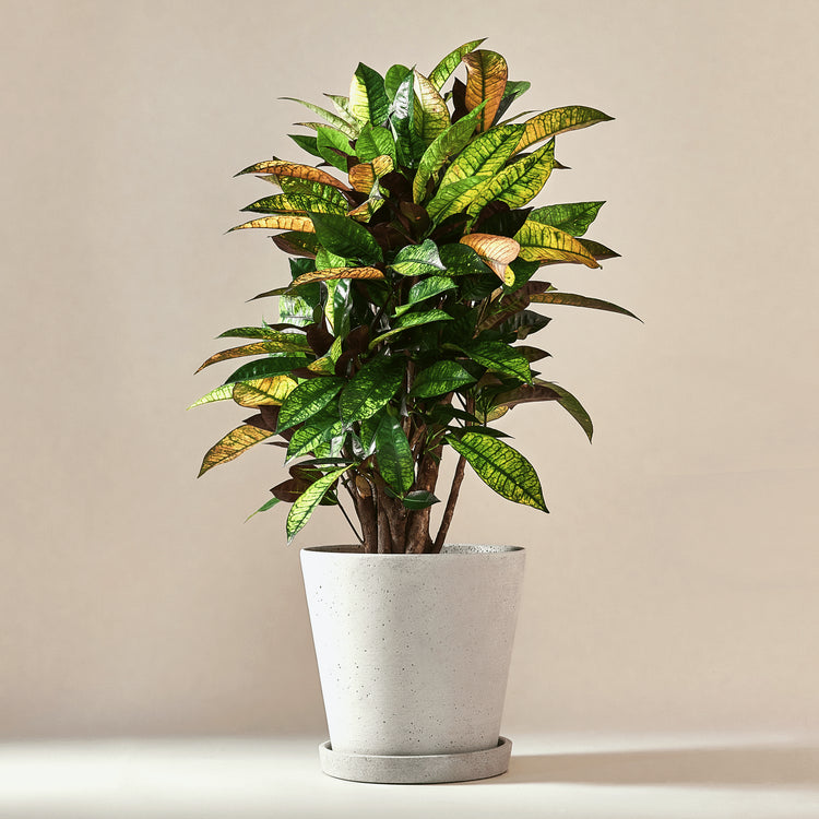 Wunderstrauch Kroton (Codiaeum Mrs Iceton) fertig eingetopft mit Schweizer Bio Erde im HAY Designer Topf