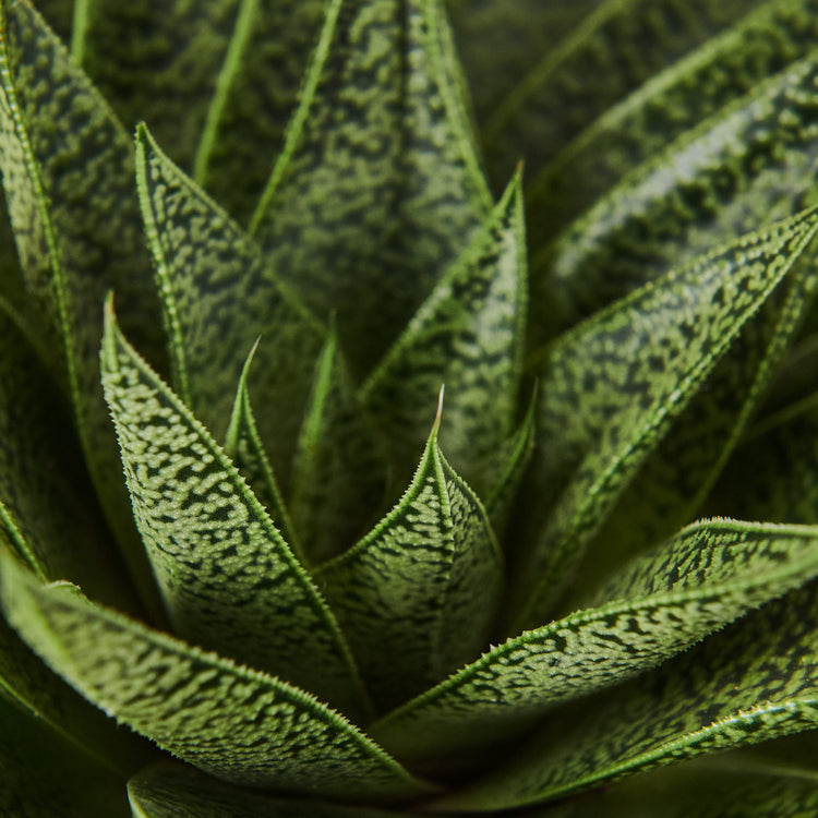 Gasterie (Gasteria D Tiga) Nahaufnahme im Detail