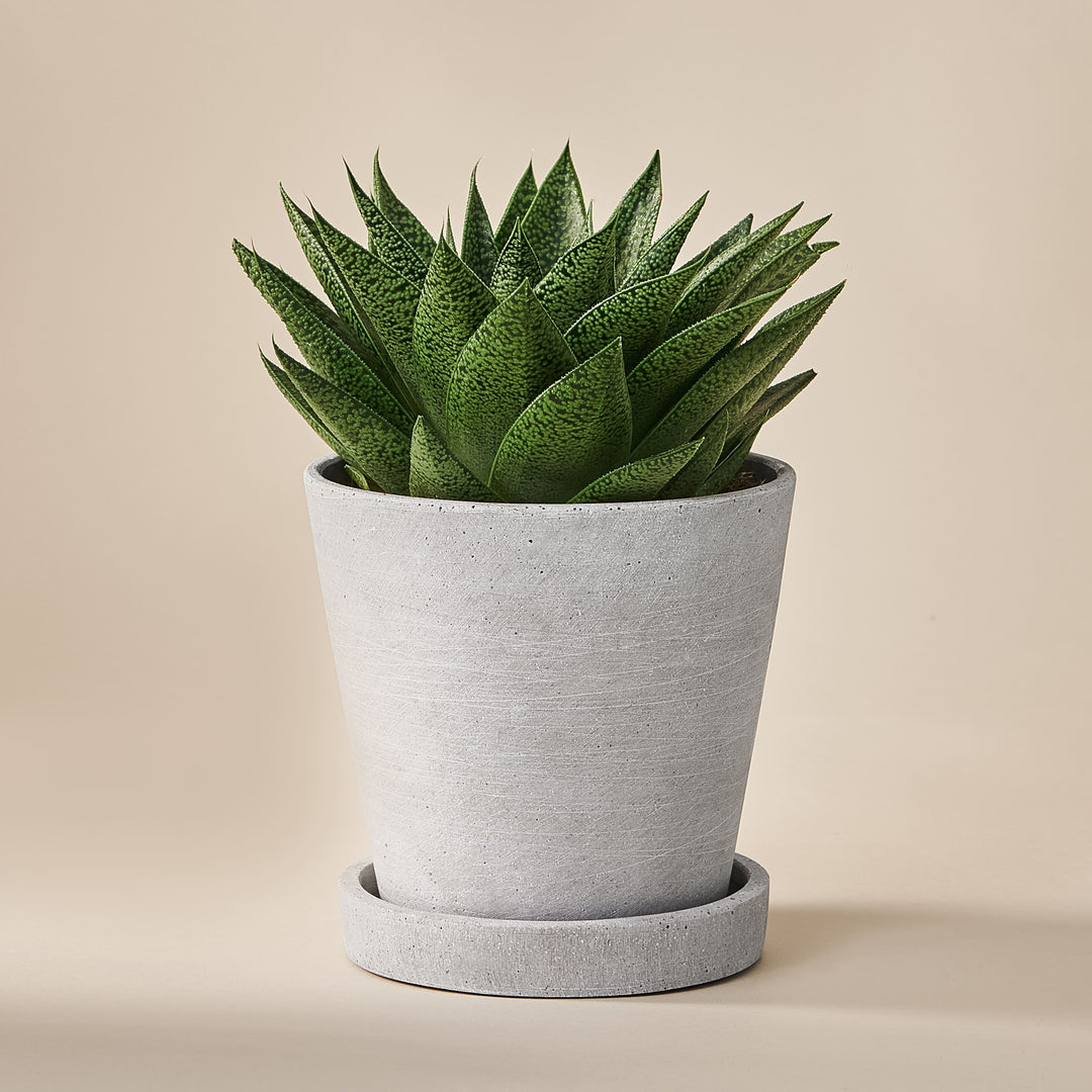 Gasterie (Gasteria D Tiga) fertig eingetopft mit Schweizer Bio Erde im HAY Designer Topf
