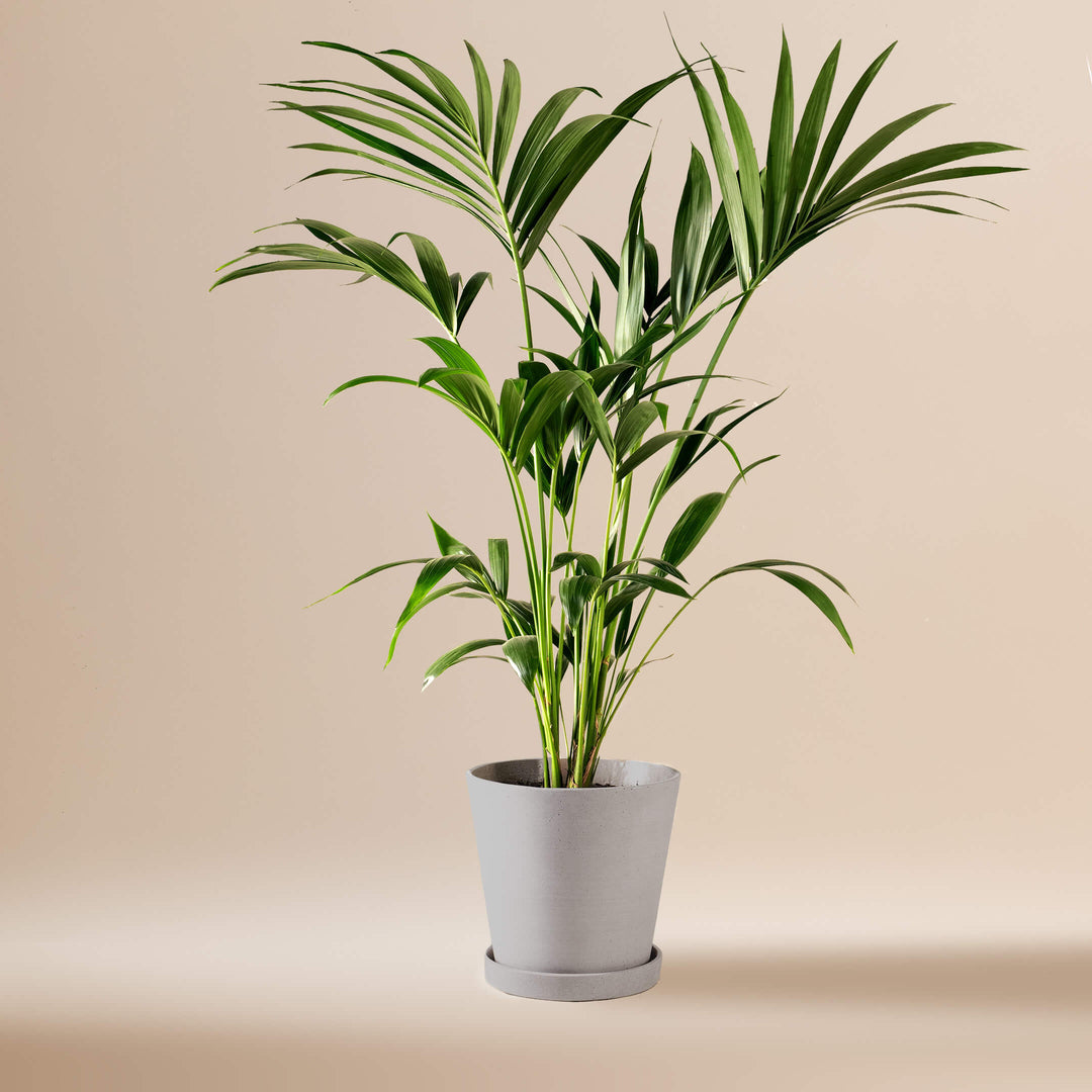 Kentiapalme (Howea Forsteriana) fertig eingetopft mit Schweizer Bio Erde im HAY Designer Topf