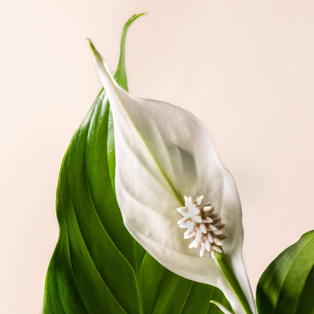 Friedenslilie (Spathiphyllum Sweet Lauretta) Nahaufnahme im Detail weisse Blüte