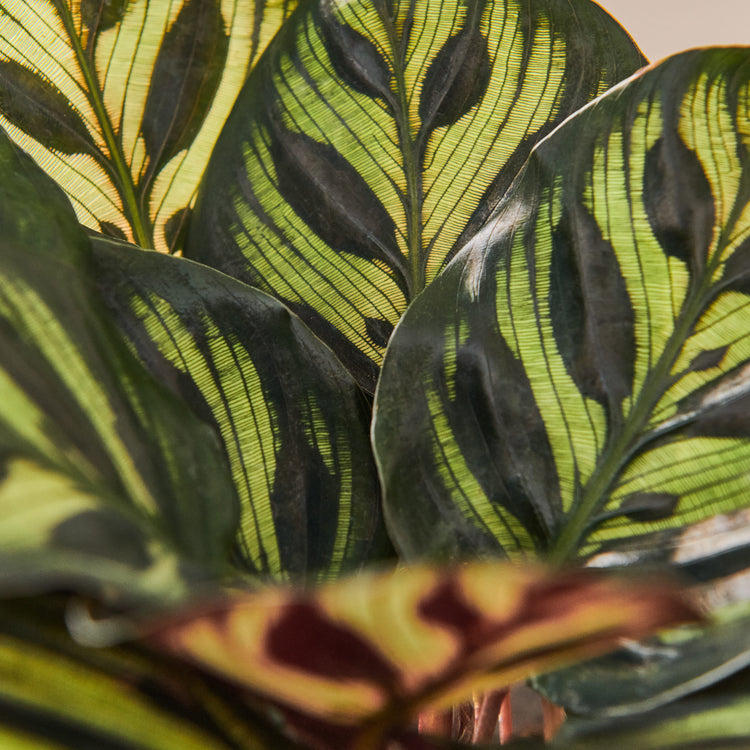 Pfauen-Korbmarante (Calathea Makoyana) Nahaufnahme im Detail