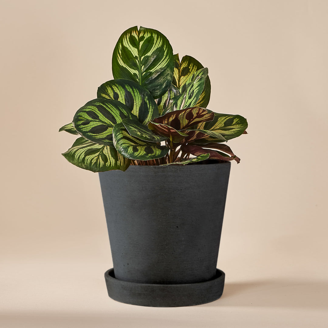 Pfauen-Korbmarante (Calathea Makoyana) fertig eingetopft mit Schweizer Bio Erde im HAY Designer Topf