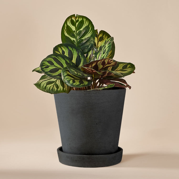 Pfauen-Korbmarante (Calathea Makoyana) fertig eingetopft mit Schweizer Bio Erde im HAY Designer Topf