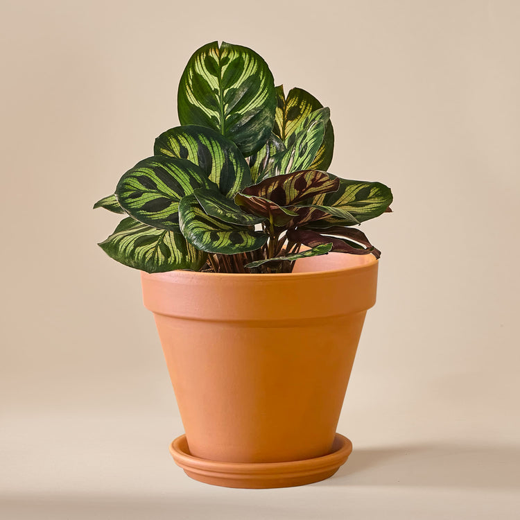 Pfauen-Korbmarante (Calathea Makoyana) fertig eingetopft mit Schweizer Bio Erde im Terrakotta Topf
