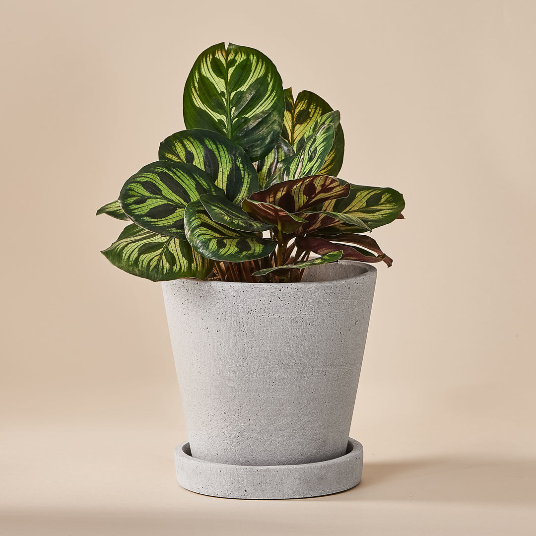 Pfauen-Korbmarante (Calathea Makoyana) fertig eingetopft mit Schweizer Bio Erde im HAY Designer Topf