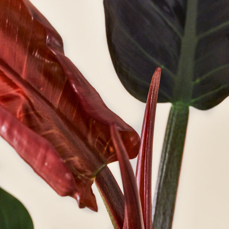 Baumfreund (Philodendron Imperial Red) Nahaufnahme im Detail