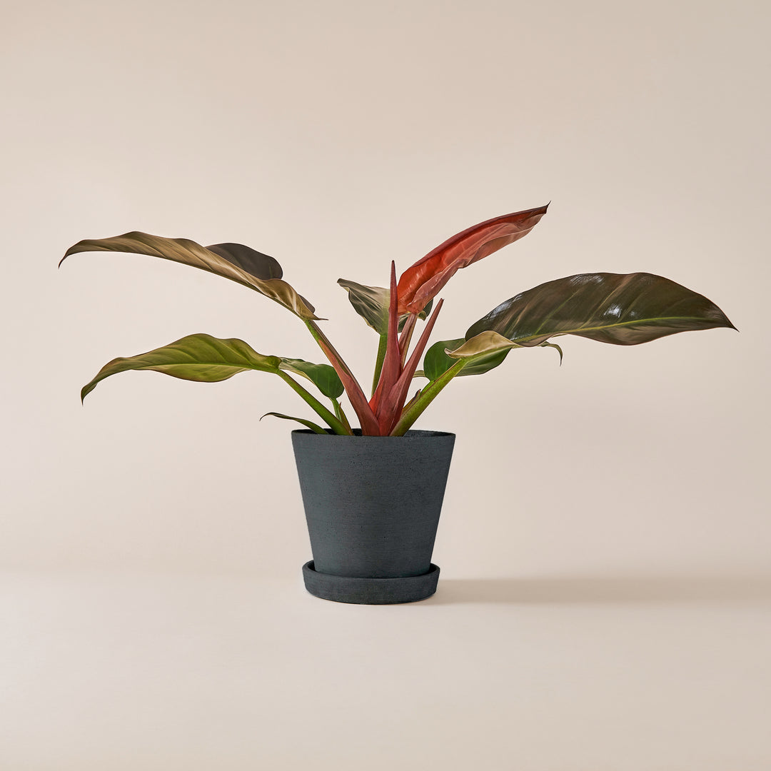 Baumfreund (Philodendron Imperial Red) fertig eingetopft mit Schweizer Bio Erde im HAY Designer Topf