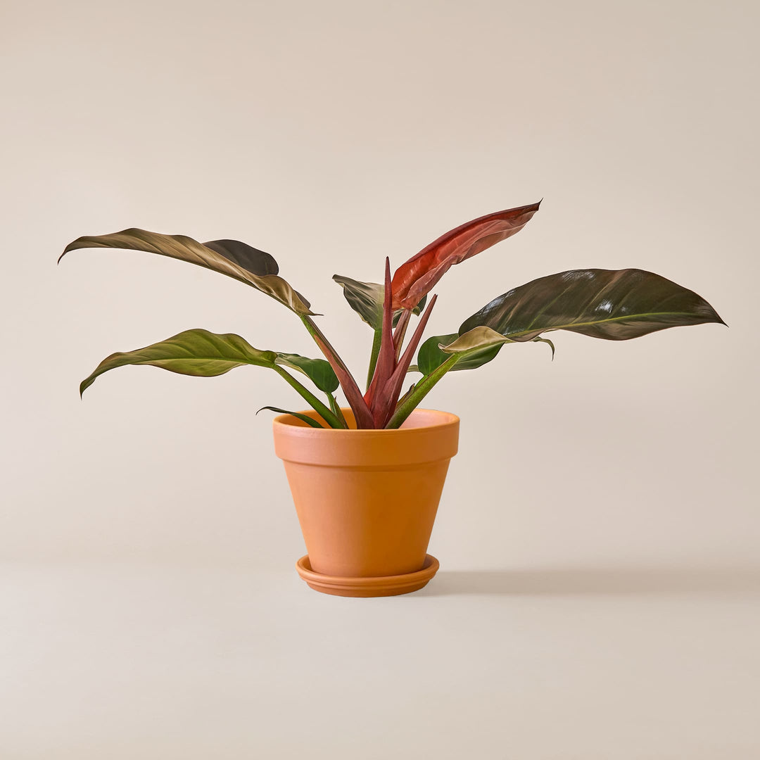 Baumfreund (Philodendron Imperial Red) fertig eingetopft mit Schweizer Bio Erde im Terrakotta Topf
