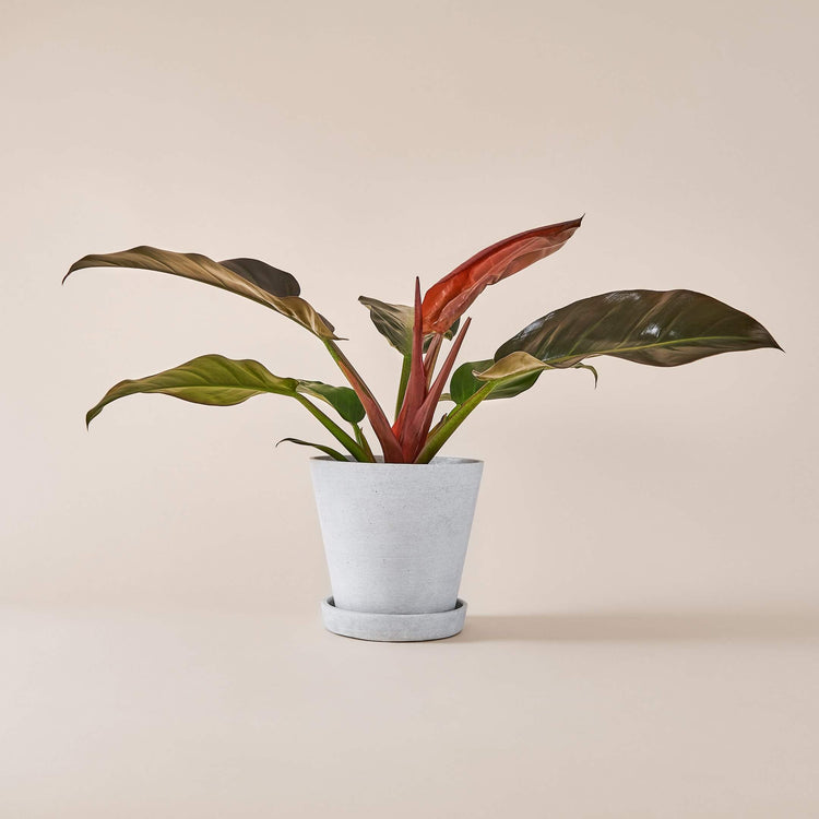 Baumfreund (Philodendron Imperial Red) fertig eingetopft mit Schweizer Bio Erde im HAY Designer Topf