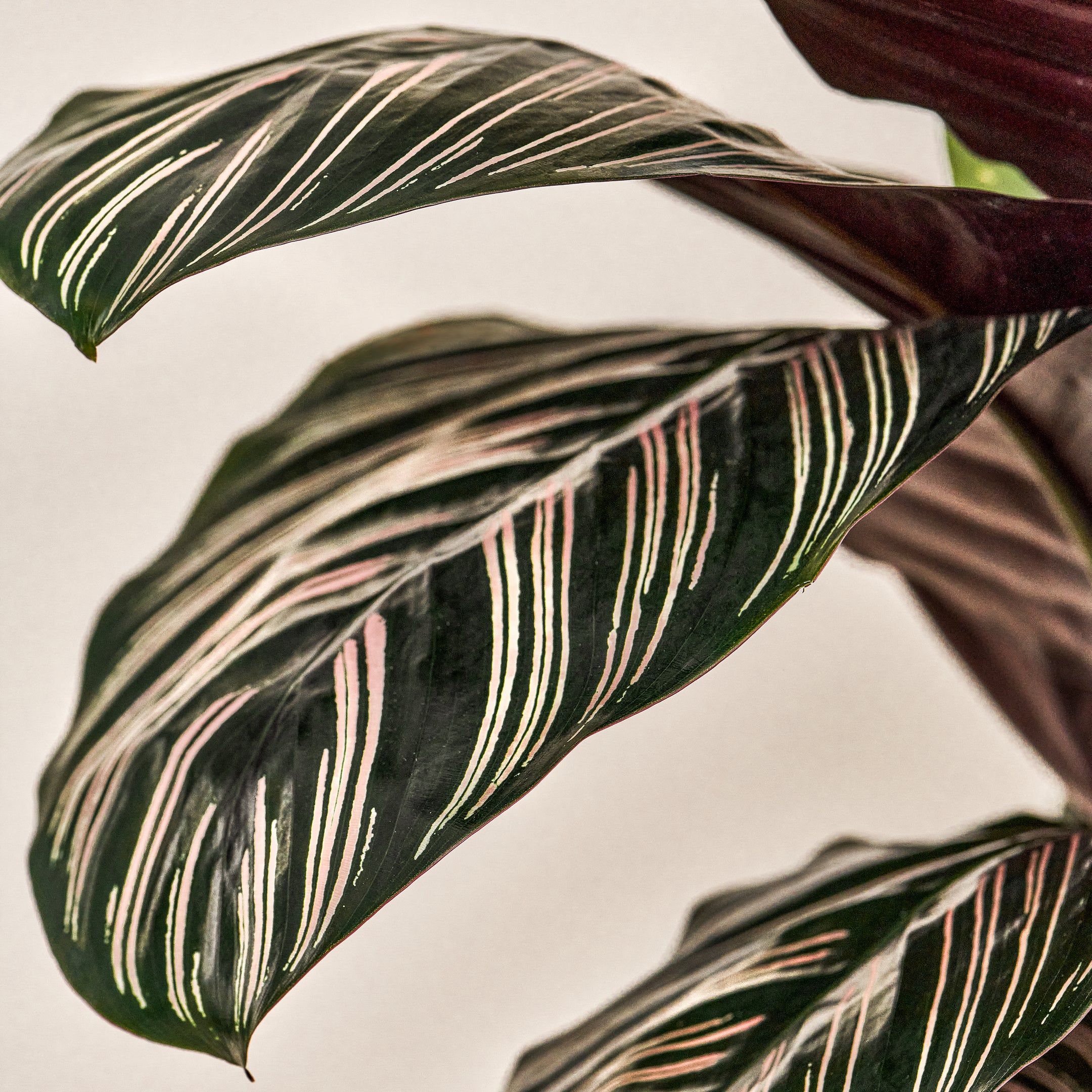 Korbmarante (Calathea Ornata Sanderiana) Nahaufnahme im Detail