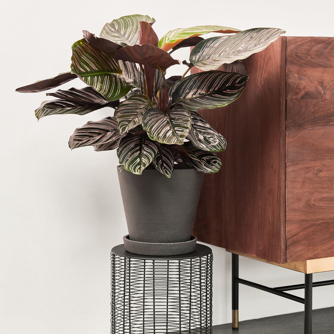 Korbmarante (Calathea Ornata Sanderiana) fertig eingetopft mit Schweizer Bio Erde im HAY Designer Topf Interior auf einem Pflanzenständer neben einer Kommode