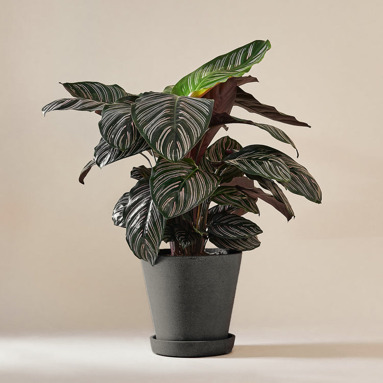 Korbmarante (Calathea Ornata Sanderiana) fertig eingetopft mit Schweizer Bio Erde im HAY Designer Topf