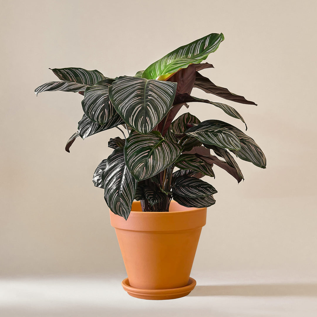 Korbmarante (Calathea Ornata Sanderiana) fertig eingetopft mit Schweizer Bio Erde im Terrakotta Topf