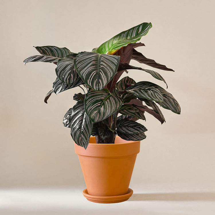 Korbmarante (Calathea Ornata Sanderiana) fertig eingetopft mit Schweizer Bio Erde im Terrakotta Topf