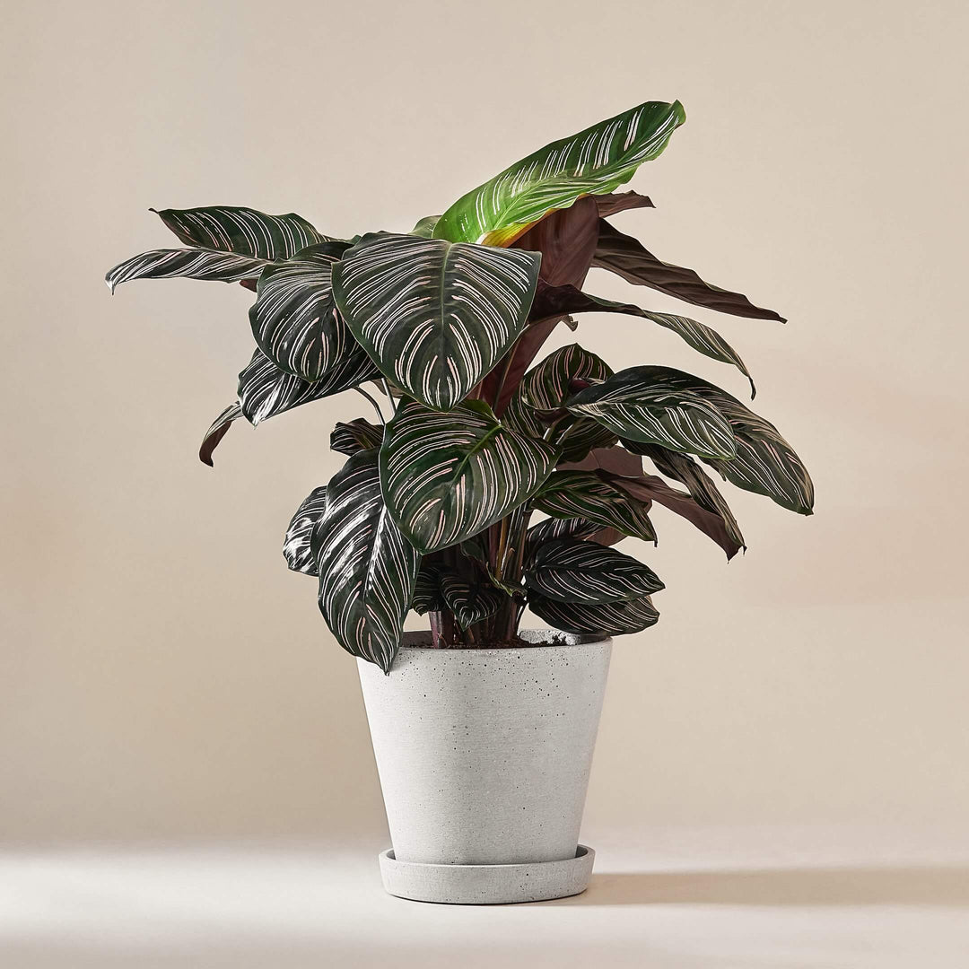 Korbmarante (Calathea Ornata Sanderiana) fertig eingetopft mit Schweizer Bio Erde im HAY Designer Topf