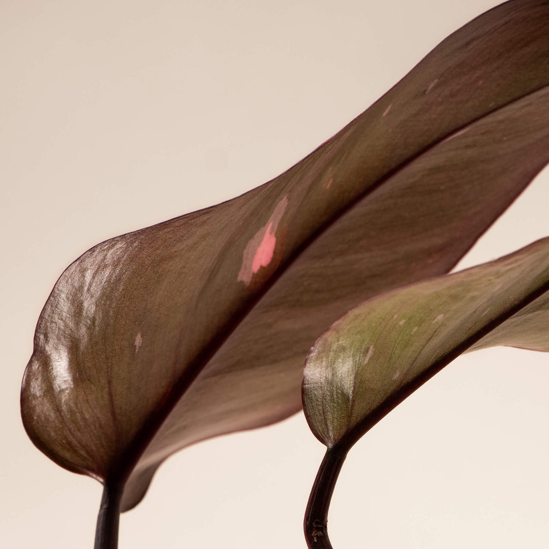 Baumfreund (Philodendron Pink Princess) Nahaufnahme im Detail