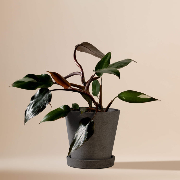 Baumfreund (Philodendron Pink Princess) fertig eingetopft mit Schweizer Bio Erde im HAY Designer Topf