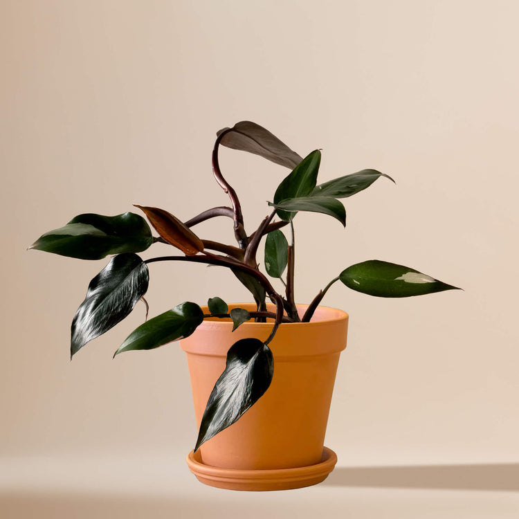 Baumfreund (Philodendron Pink Princess) fertig eingetopft mit Schweizer Bio Erde im Terrakotta Topf
