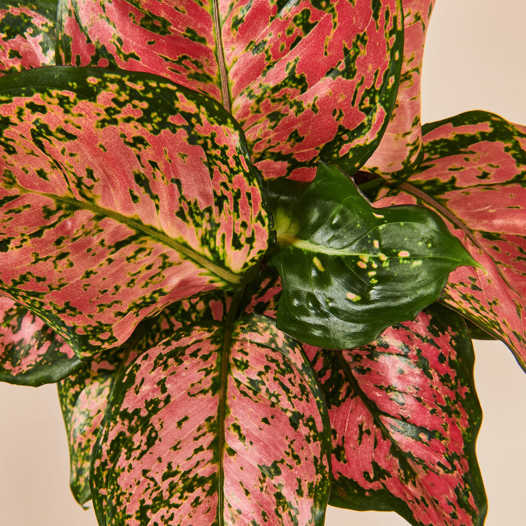 Kolbenfaden (Aglaonema Spotted Star) Nahaufnahme im Detail