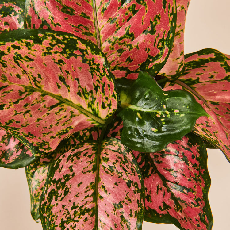 Kolbenfaden (Aglaonema Spotted Star) Nahaufnahme im Detail