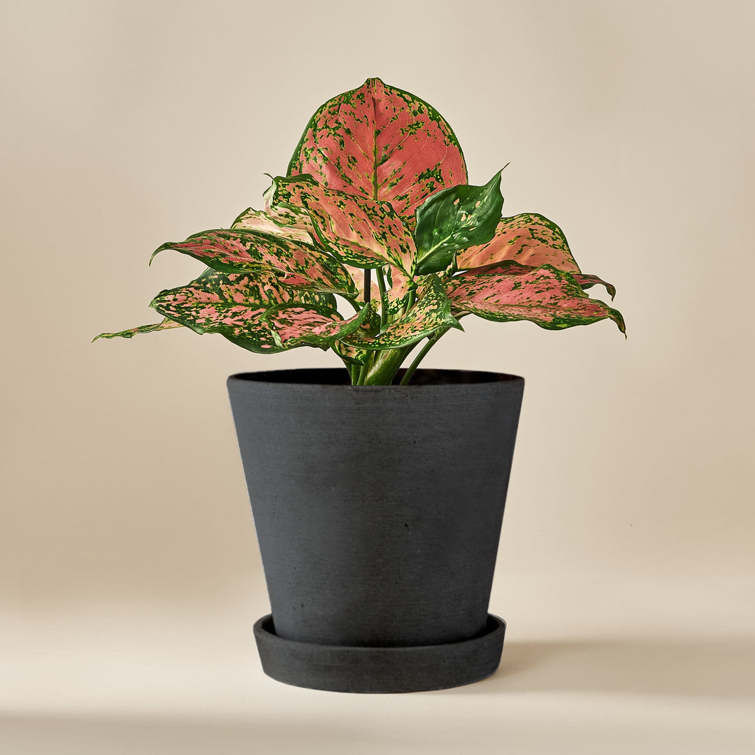 Kolbenfaden (Aglaonema Spotted Star) fertig eingetopft mit Schweizer Bio Erde im HAY Designer Topf