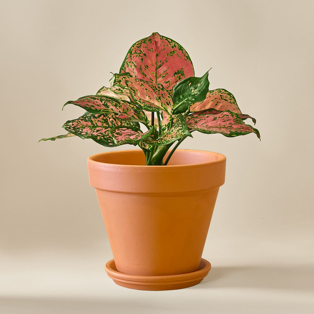 Kolbenfaden (Aglaonema Spotted Star) fertig eingetopft mit Schweizer Bio Erde im Terrakotta Topf