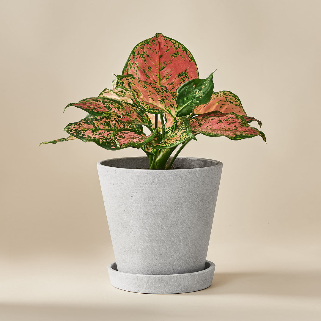 Kolbenfaden (Aglaonema Spotted Star) fertig eingetopft mit Schweizer Bio Erde im HAY Designer Topf