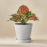 Aglaonema Spotted Star