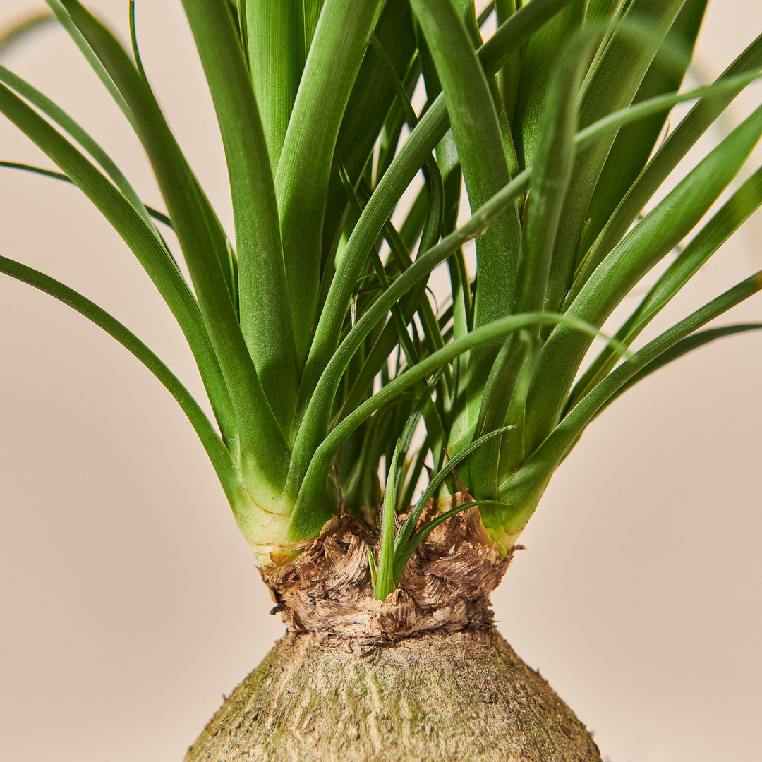 Elefantenfuss (Beaucarnea Recurvata) Nahaufnahme im Detail