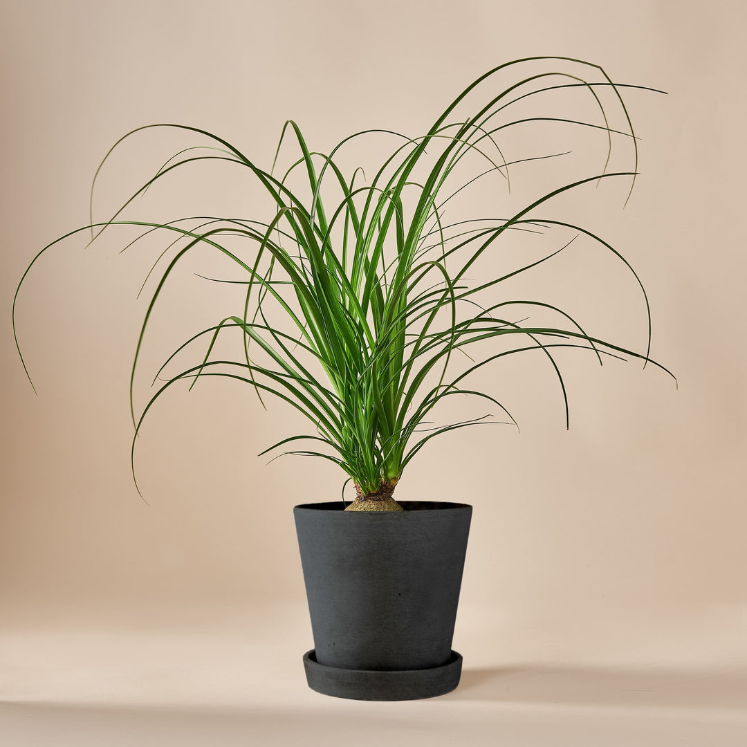 Elefantenfuss (Beaucarnea Recurvata) fertig eingetopft mit Schweizer Bio Erde im HAY Designer Topf