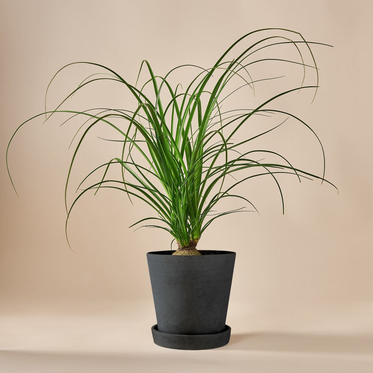 Elefantenfuss (Beaucarnea Recurvata) fertig eingetopft mit Schweizer Bio Erde im HAY Designer Topf