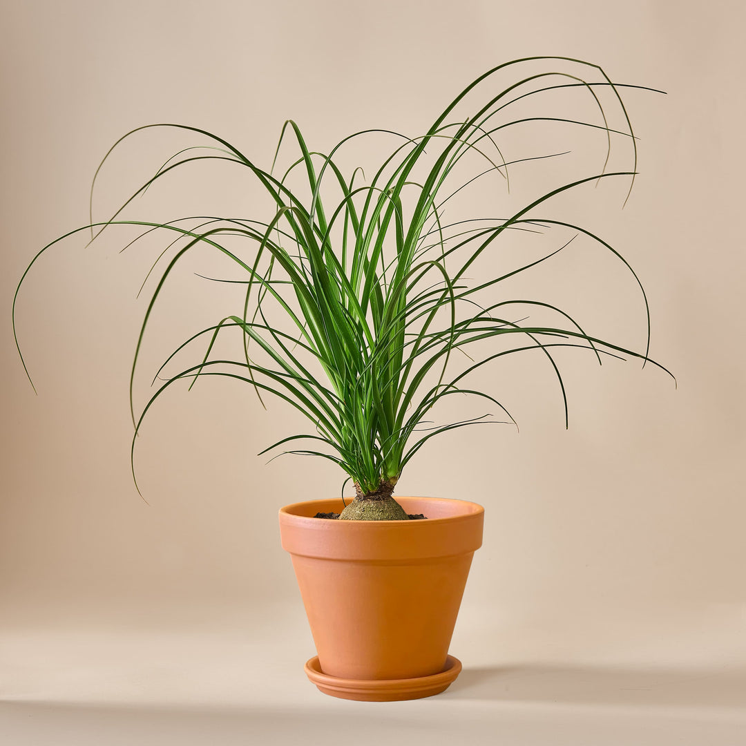 Elefantenfuss (Beaucarnea Recurvata) fertig eingetopft mit Schweizer Bio Erde im Terrakotta Topf