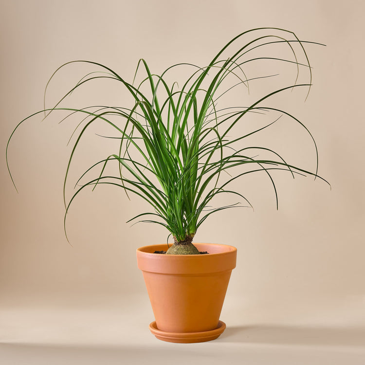 Elefantenfuss (Beaucarnea Recurvata) fertig eingetopft mit Schweizer Bio Erde im Terrakotta Topf