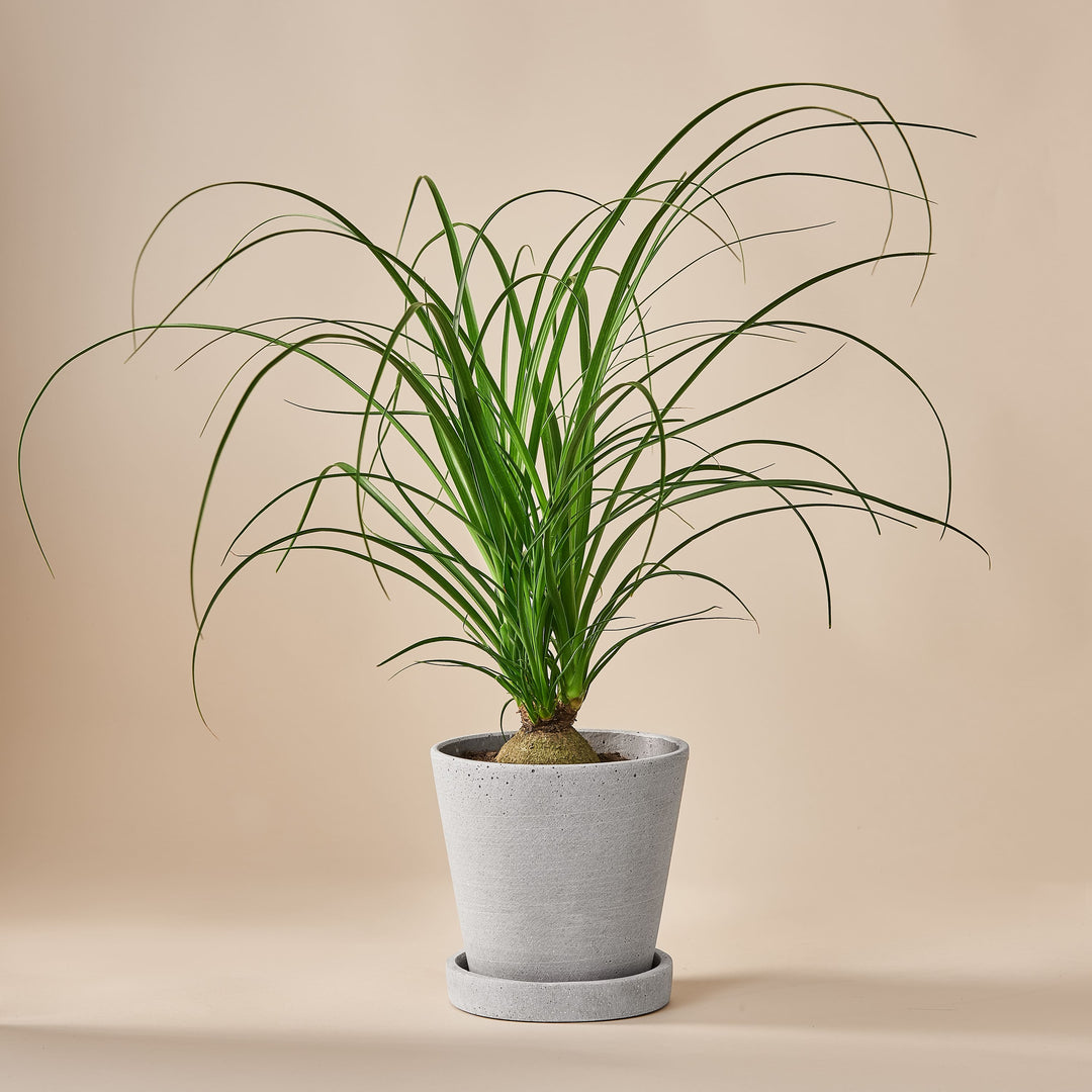 Elefantenfuss (Beaucarnea Recurvata) fertig eingetopft mit Schweizer Bio Erde im HAY Designer Topf