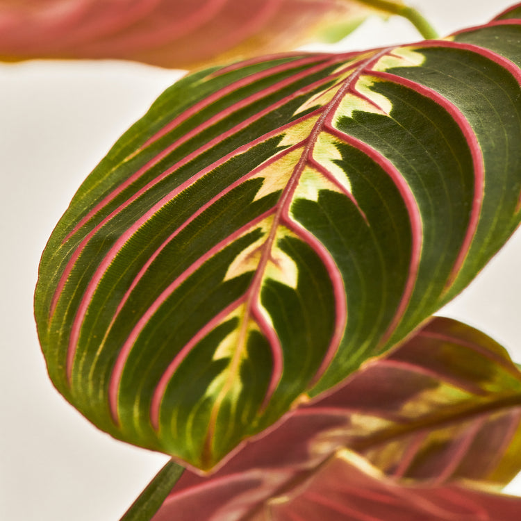 Maranta Leuconeura Fascinator