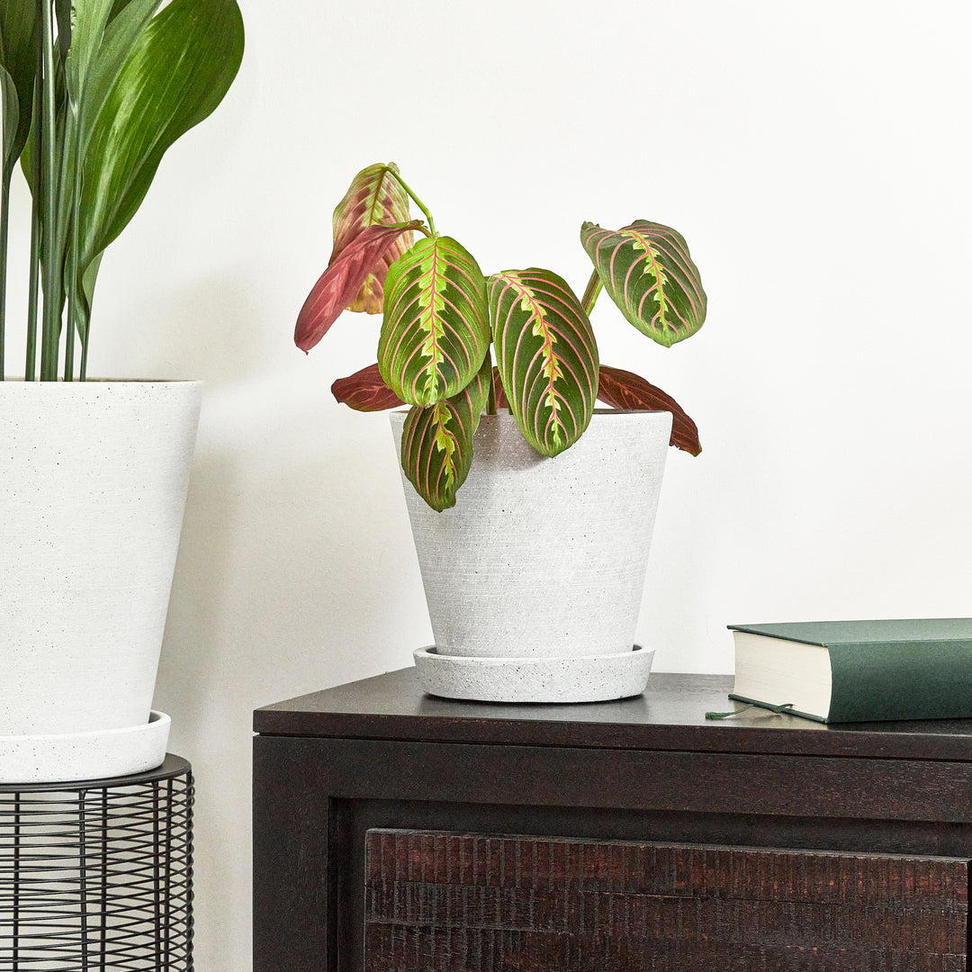 Marante (Maranta Leuconeura Fascinator) eingetopft mit Schweizer Bio Erde im HAY Designer Topf Interior auf einer Kommode neben einem Buch und neben einer Schusterpalme