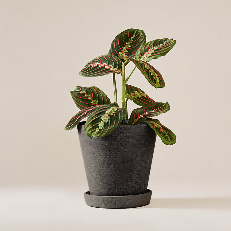 Marante (Maranta Leuconeura Fascinator) fertig eingetopft mit schweizer Bioerde im schwarzen HAY Designer Topf