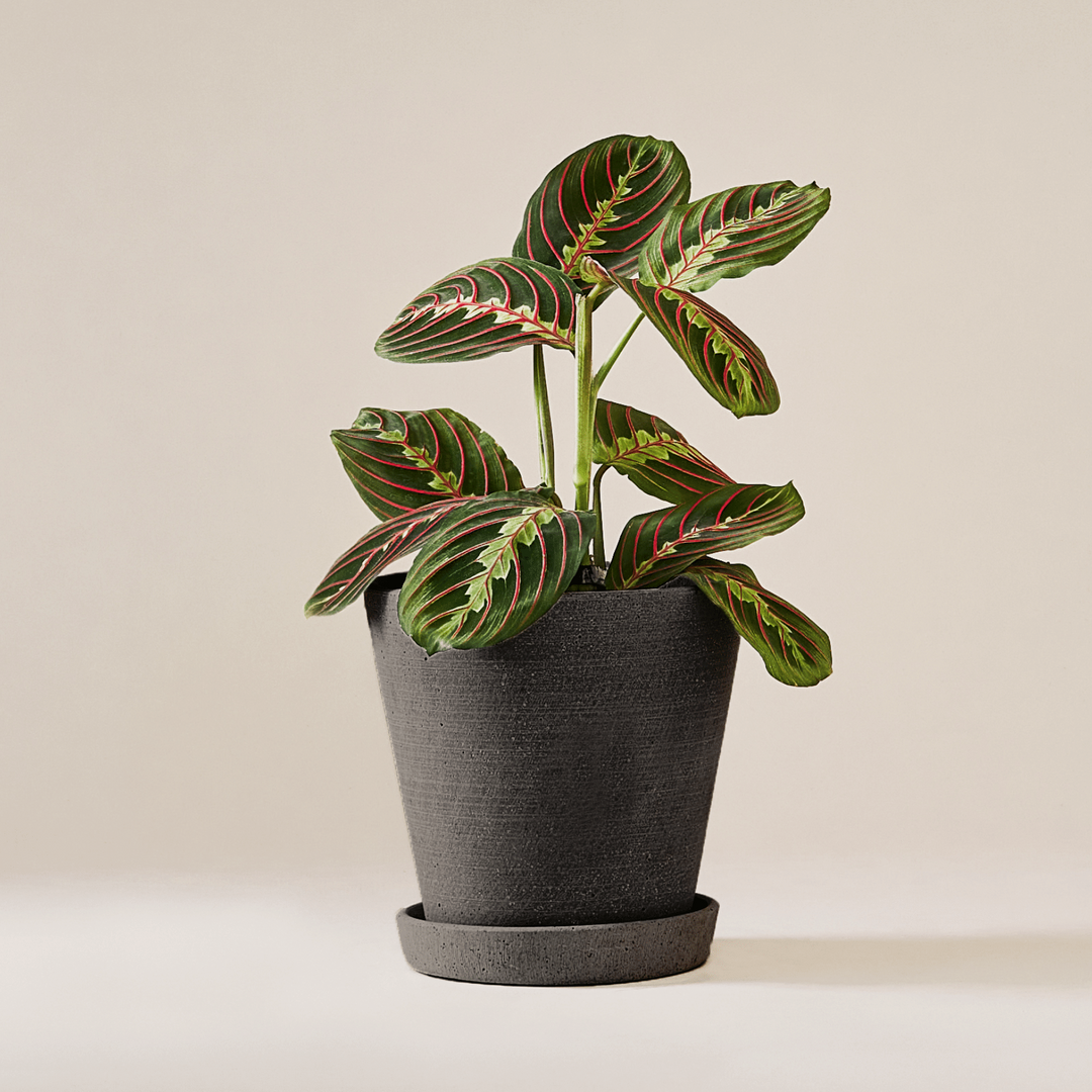 Marante (Maranta Leuconeura Fascinator) fertig eingetopft mit schweizer Bioerde im schwarzen HAY Designer Topf