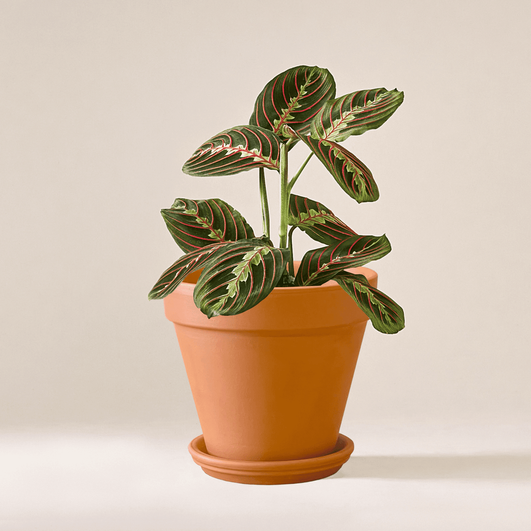 Marante (Maranta Leuconeura Fascinator) fertig eingetopft mit schweizer Bioerde im Terrakotta Topf