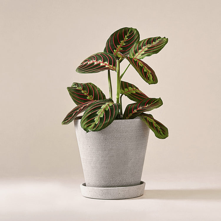Marante (Maranta Leuconeura Fascinator) fertig eingetopft mit schweizer Bioerde im hellgrauen HAY Designer Topf